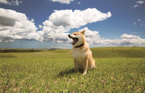 濟南獸醫學校帶你認識柴犬