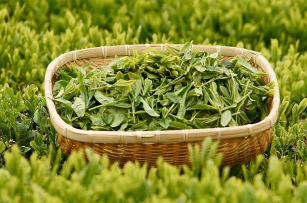 想做評茶師？那你應該來石家莊聞達職業技能培訓學校學學了